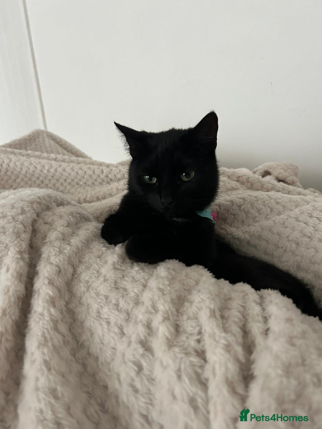 Domestic Shorthair cats for sale: Female cat for rehoming  - Image 4