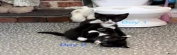 Mixed Breed cats for sale: 3 kittens ready for new homes  - Advert 17