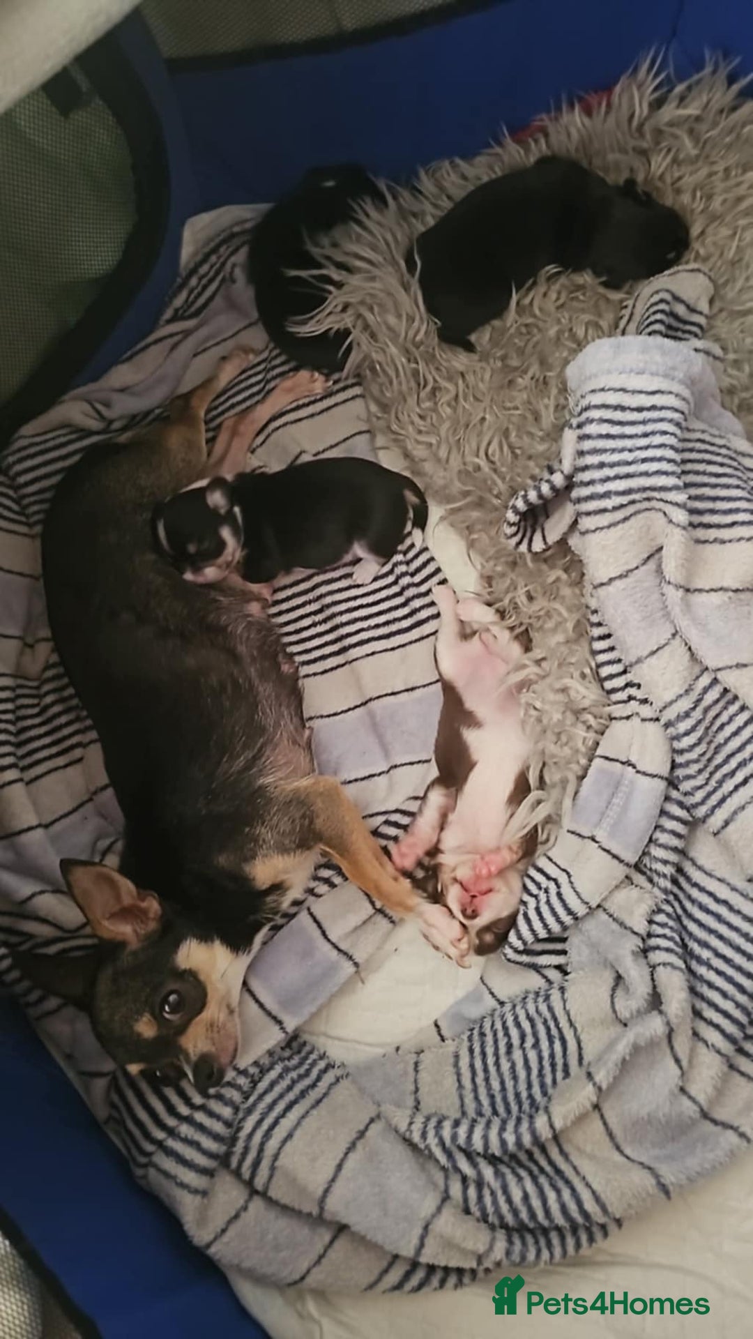 Chihuahua dogs for sale: 3 very beautiful puppy's  - Image 12