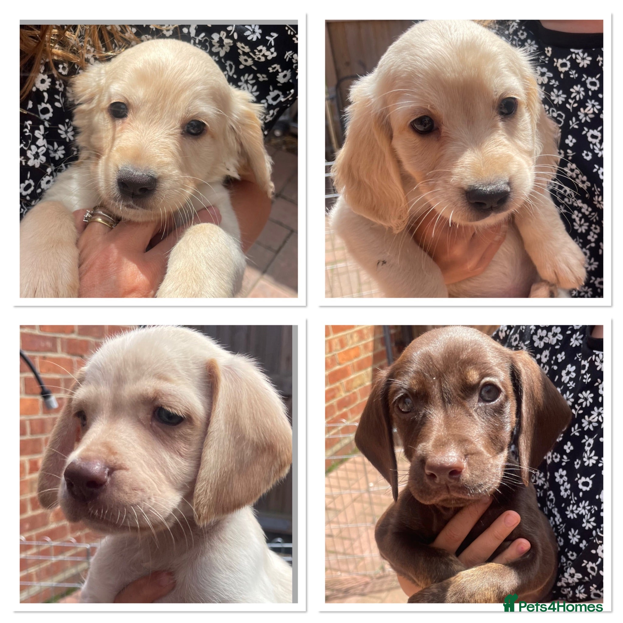 Mixed Breed dogs Beautiful Cocker GoldMaraner puppies  - Advert 4