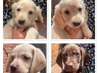 Mixed Breed dogs Beautiful Cocker GoldMaraner puppies - Advert 6