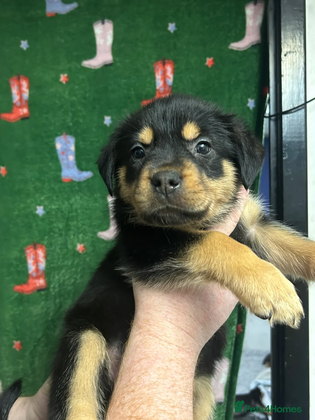 Mixed Breed dogs for sale: Swiss Shepherd Rottweiler mix - Advert 4