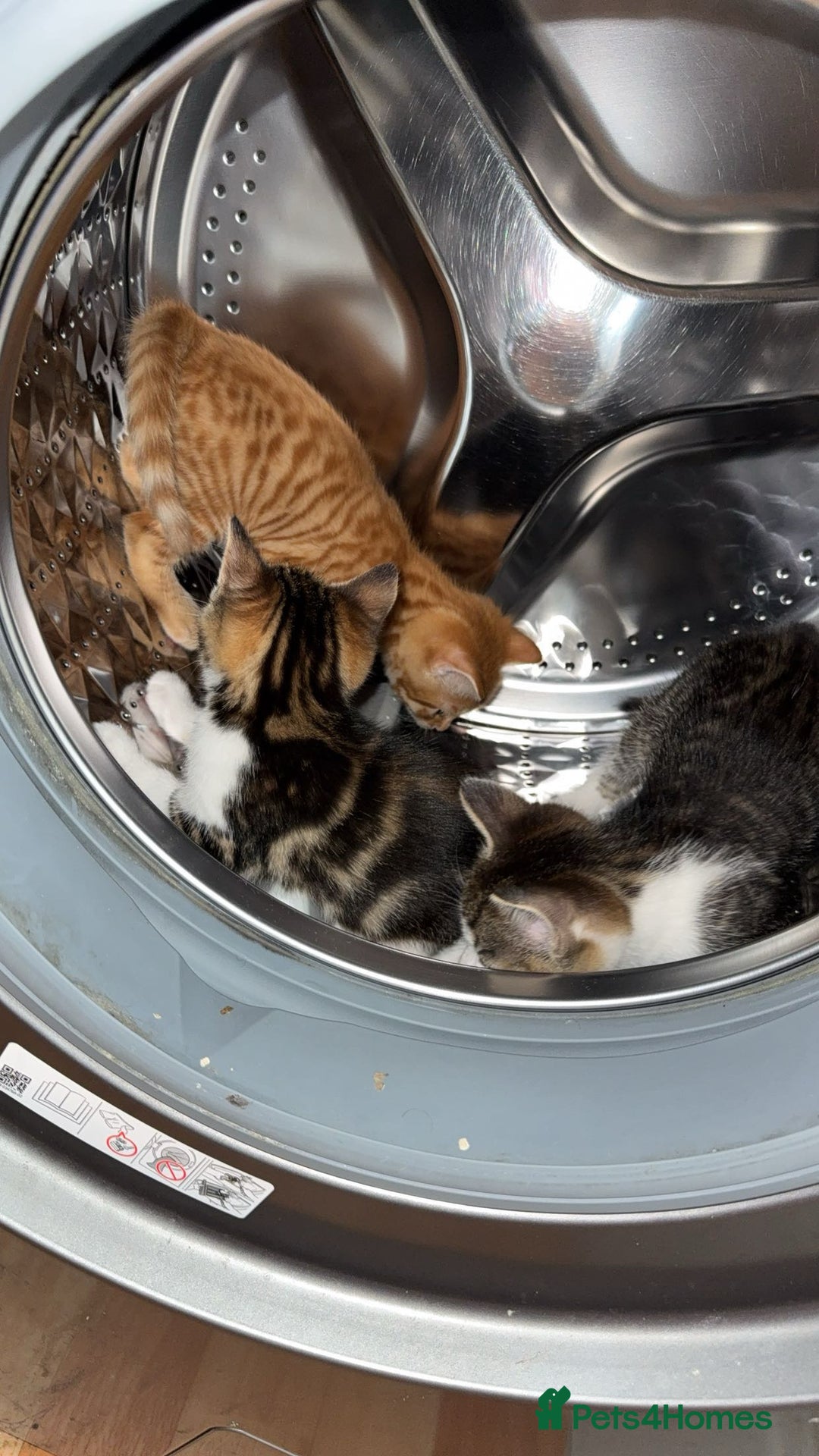 Domestic Shorthair cats for sale: BEAUTIFUL, FRIENDLY KITTENS FOR SALE!!🐈❤️ - Image 9