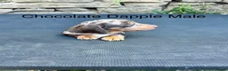 Miniature Dachshund dogs for sale: Miniature Dachsunds males and females - Advert 15
