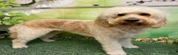 Labradoodle dogs for sale:  Standard Labradoodles multi generational  - Advert 15