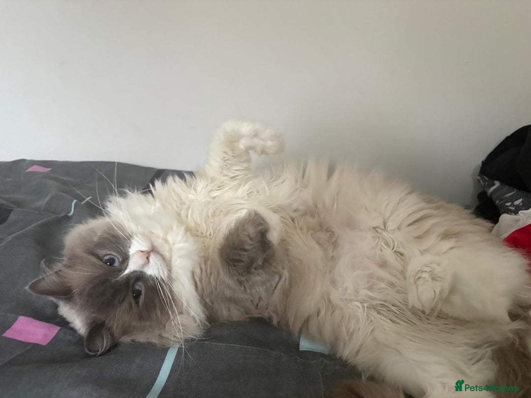 Ragdoll cats for sale: 💙 Stunning 2-Year-Old GCCF Registered Ragdoll Boy - Advert 5