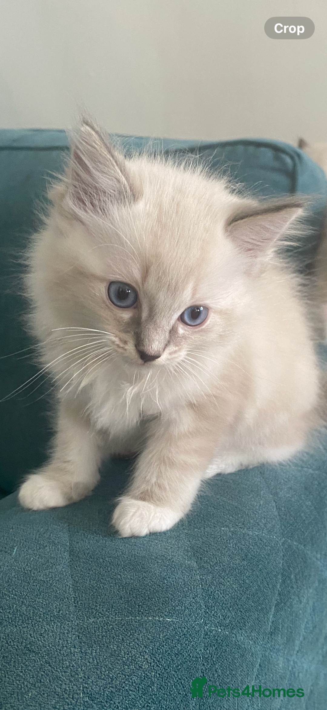 Ragdoll cats for sale: Stunning ragdoll kittens - Image 4