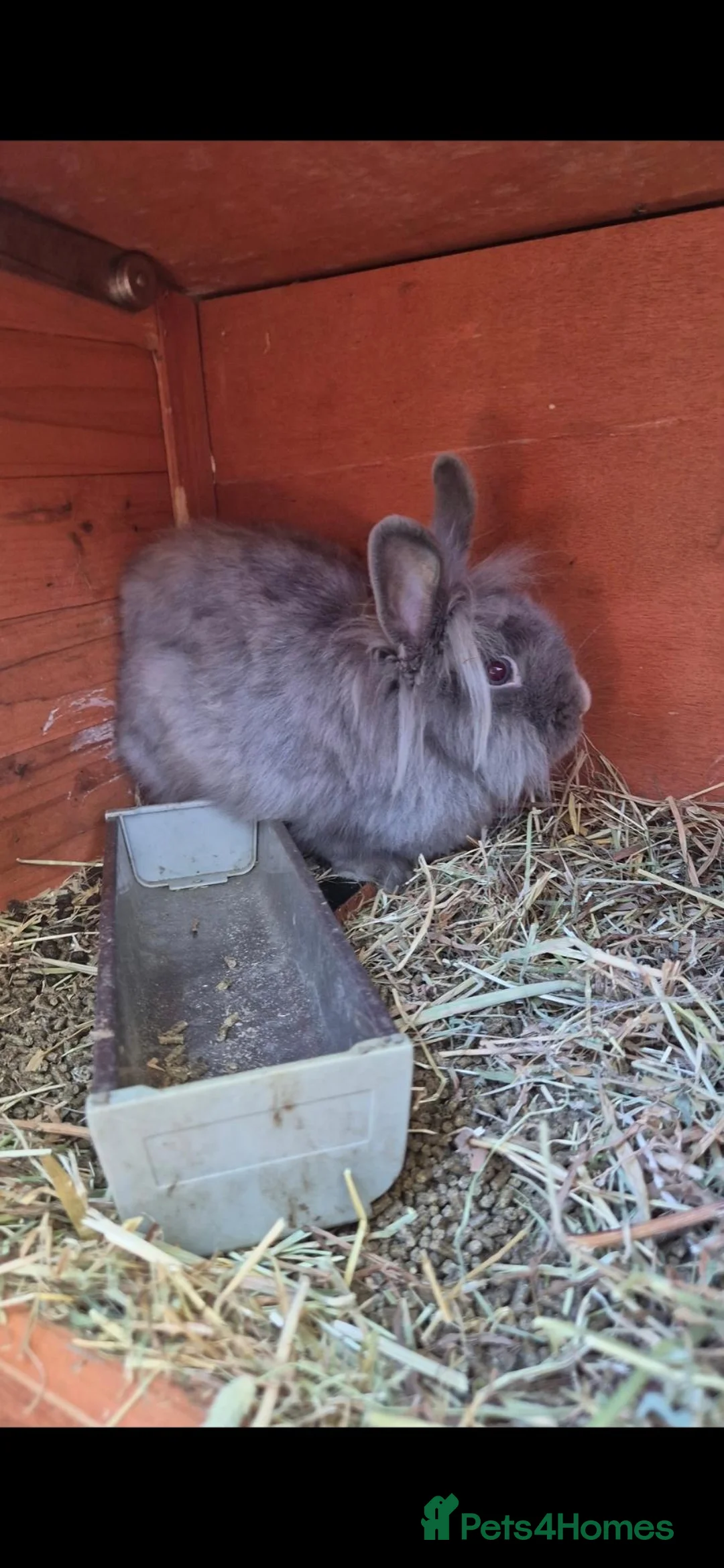 Mini Lop rabbits for sale: Beautiful Teddy Dwerg kits - Advert 3