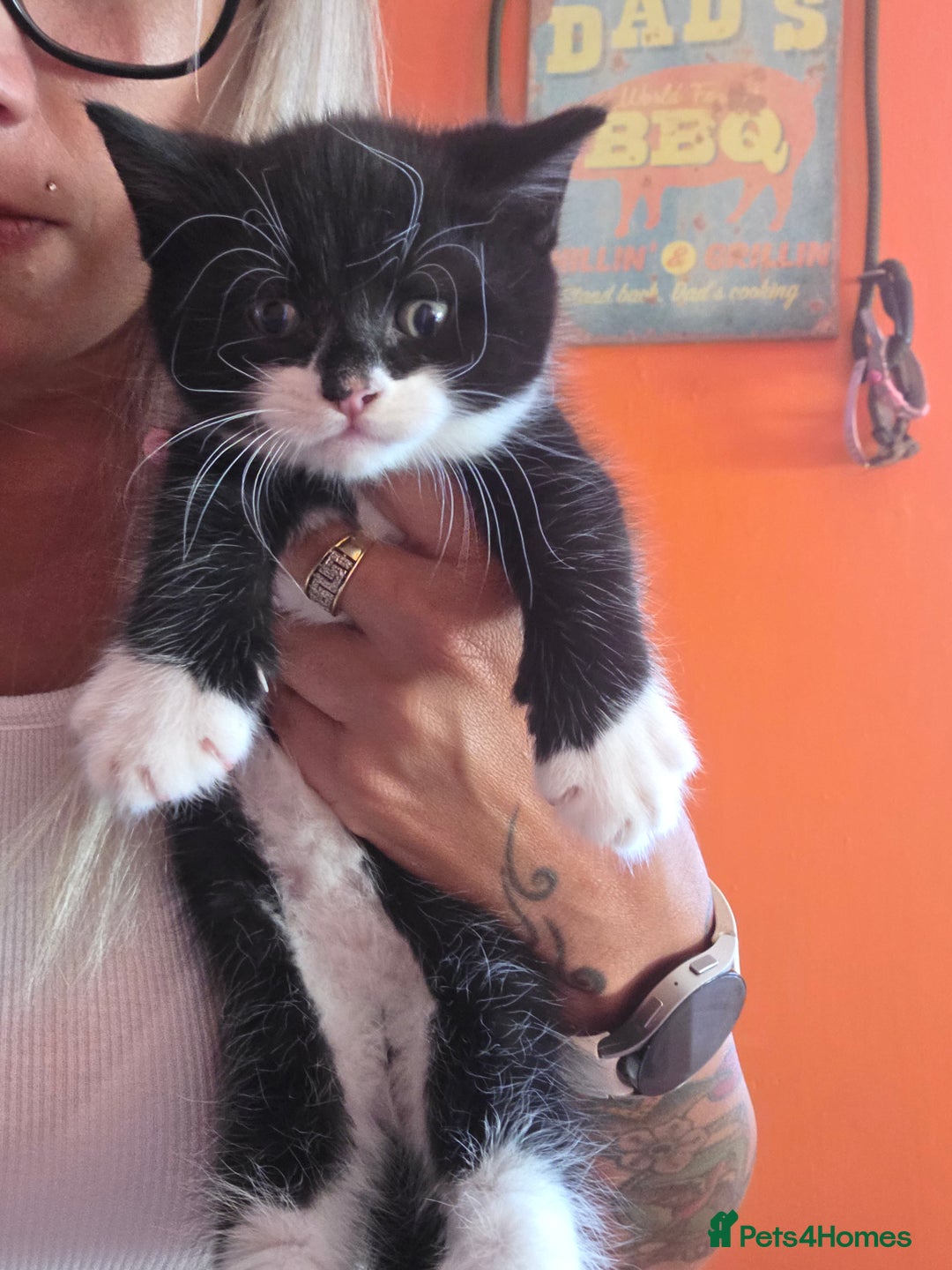 Maine Coon cats for sale: Stunning maincoon cross kittens  - Image 5