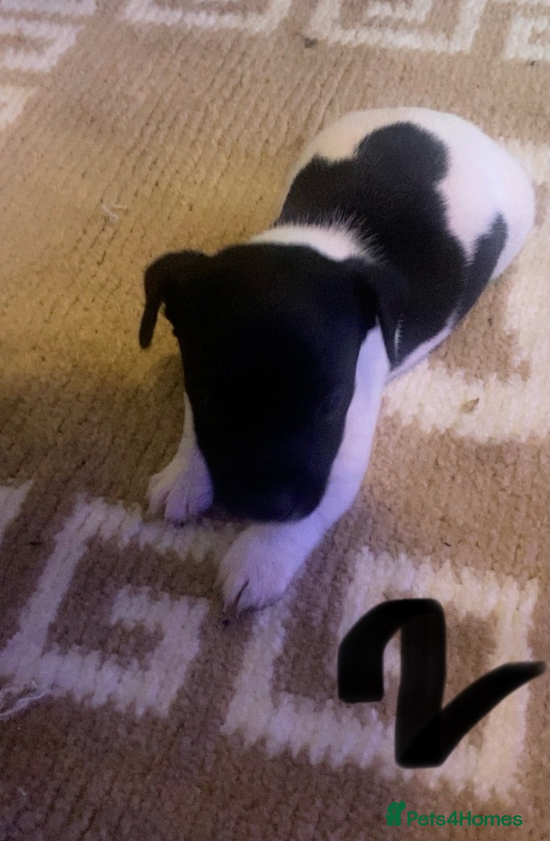 Jack Russell dogs for sale: Jack Russel pups  - Advert 5