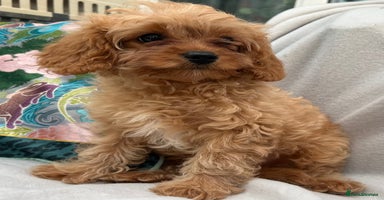 Cavapoo dogs - Advert 5