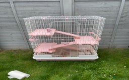 Ferret rodents for sale: Ferrets for sale  - Image 4