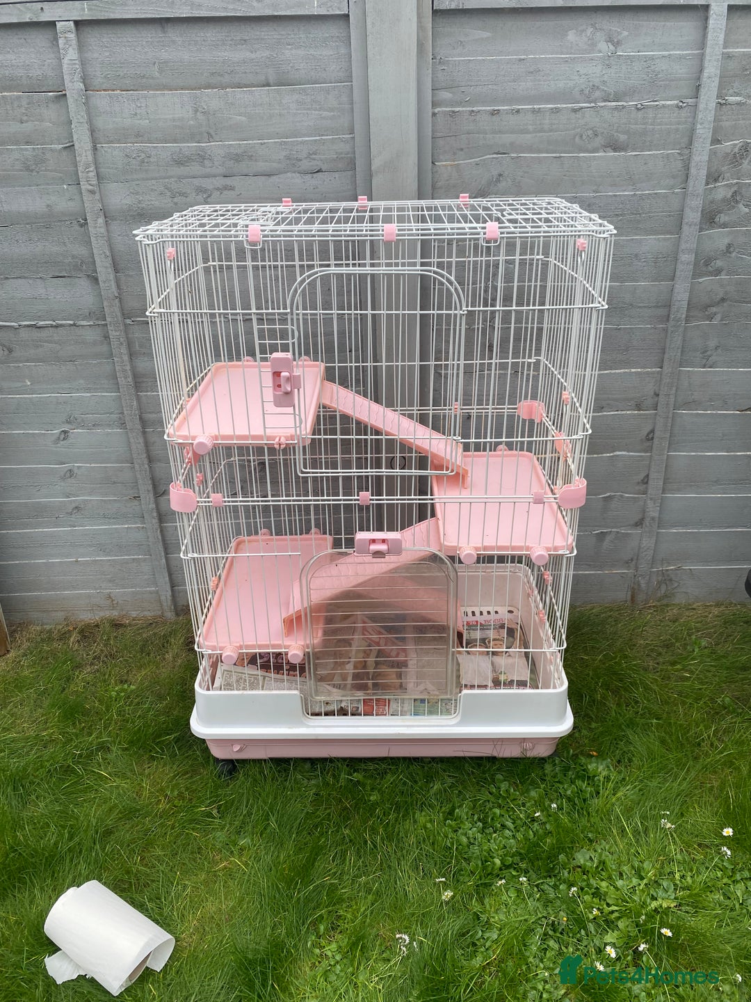 Ferret rodents for sale: Ferrets for sale  - Image 4