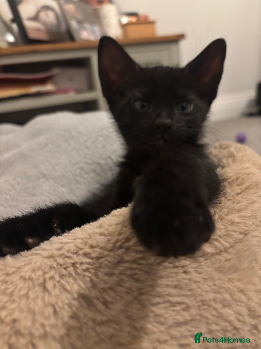 Mixed Breed cats for sale: Gorgeous black Siamese cross boy 🐾  - Advert 1