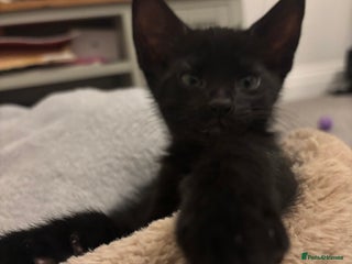 Mixed Breed cats Gorgeous black Siamese cross boy 🐾 - Advert 1