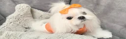 Maltese dogs for sale: Full Korean Female Maltese Age 5 - Advert 19