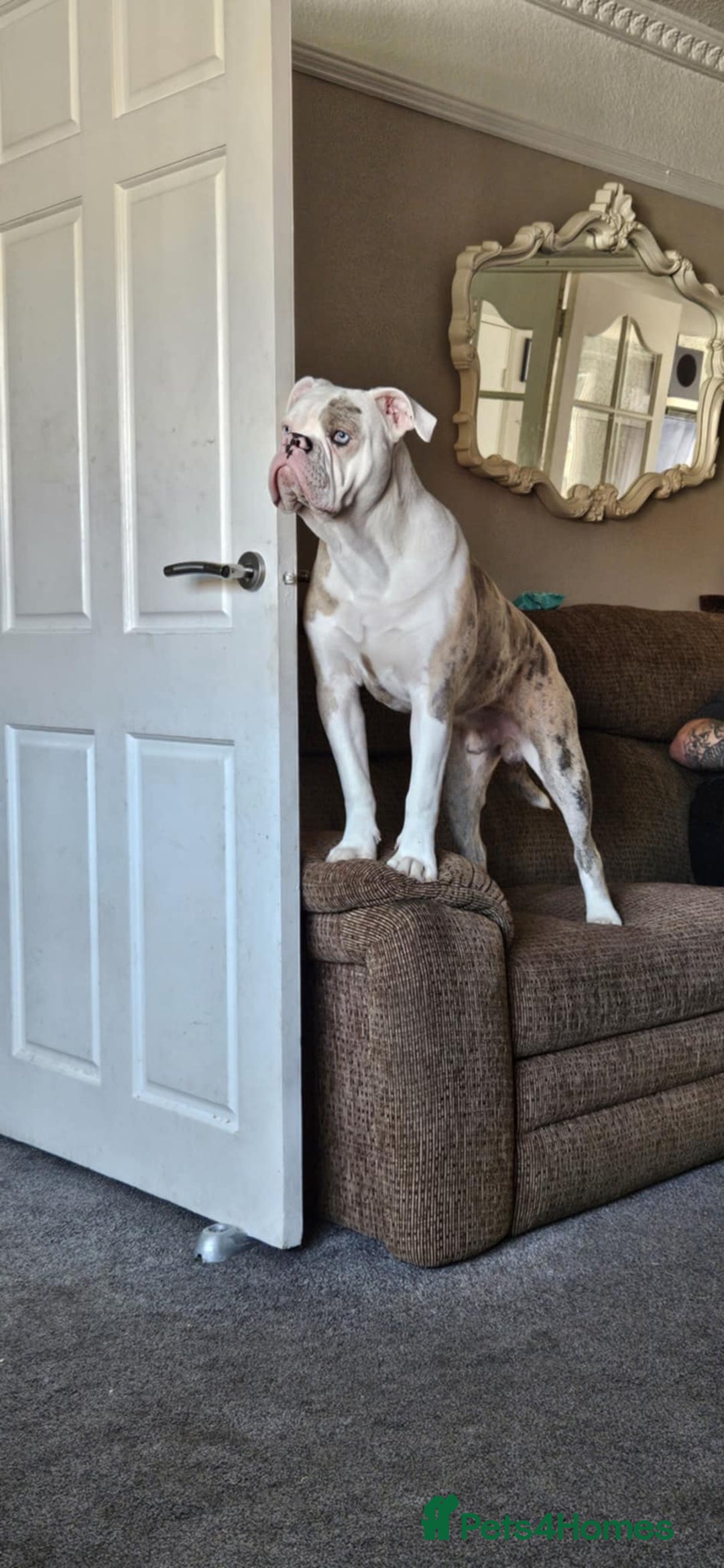Old Tyme Bulldog dogs for sale: Rambo - Image 4