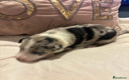 Border Collie dogs for sale: Border collie puppy’s ready to reserve  - Image 27