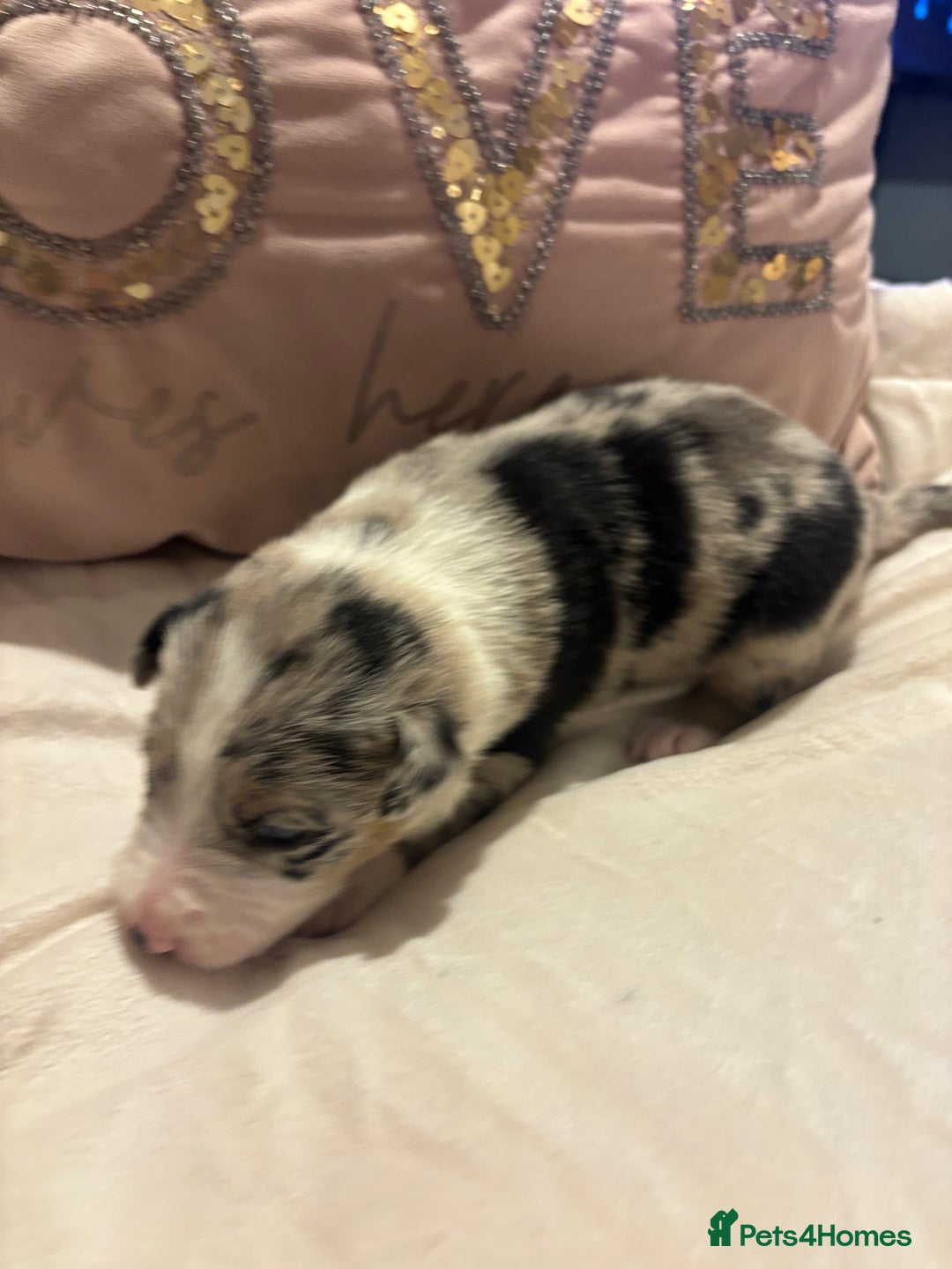 Border Collie dogs for sale: Border collie puppy’s ready to reserve  - Image 27