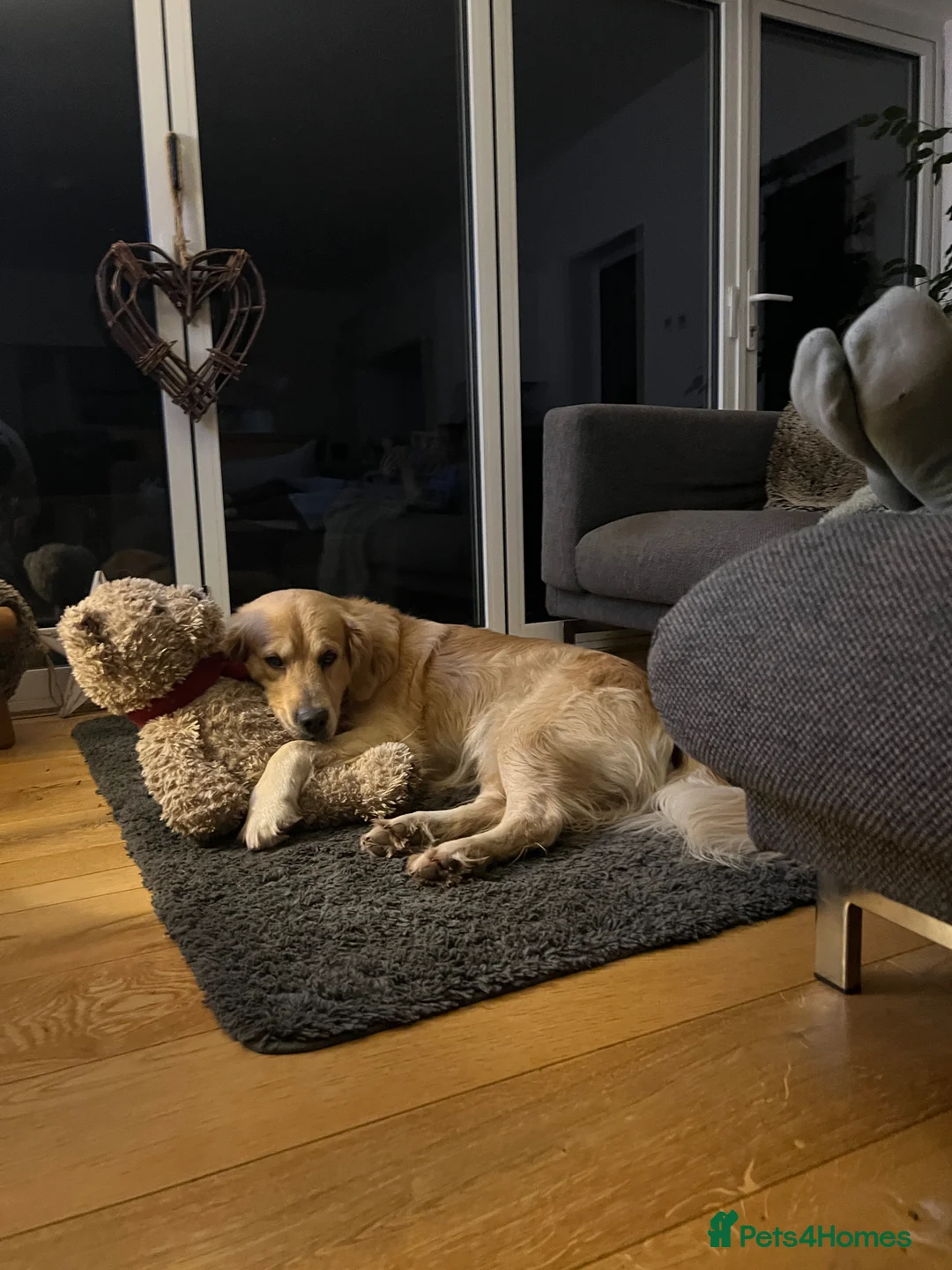 Golden Retriever dogs for stud: KC Registered Golden Retriever Stud Available  in Llanelli - Advert 2