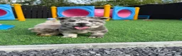 Chow Chow dogs for sale: Stunning exotic colour chowski puppies for sale  - Advert 6
