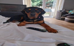 Mixed Breed dogs for adoption: Sky is looking for her forever home  - Image 3