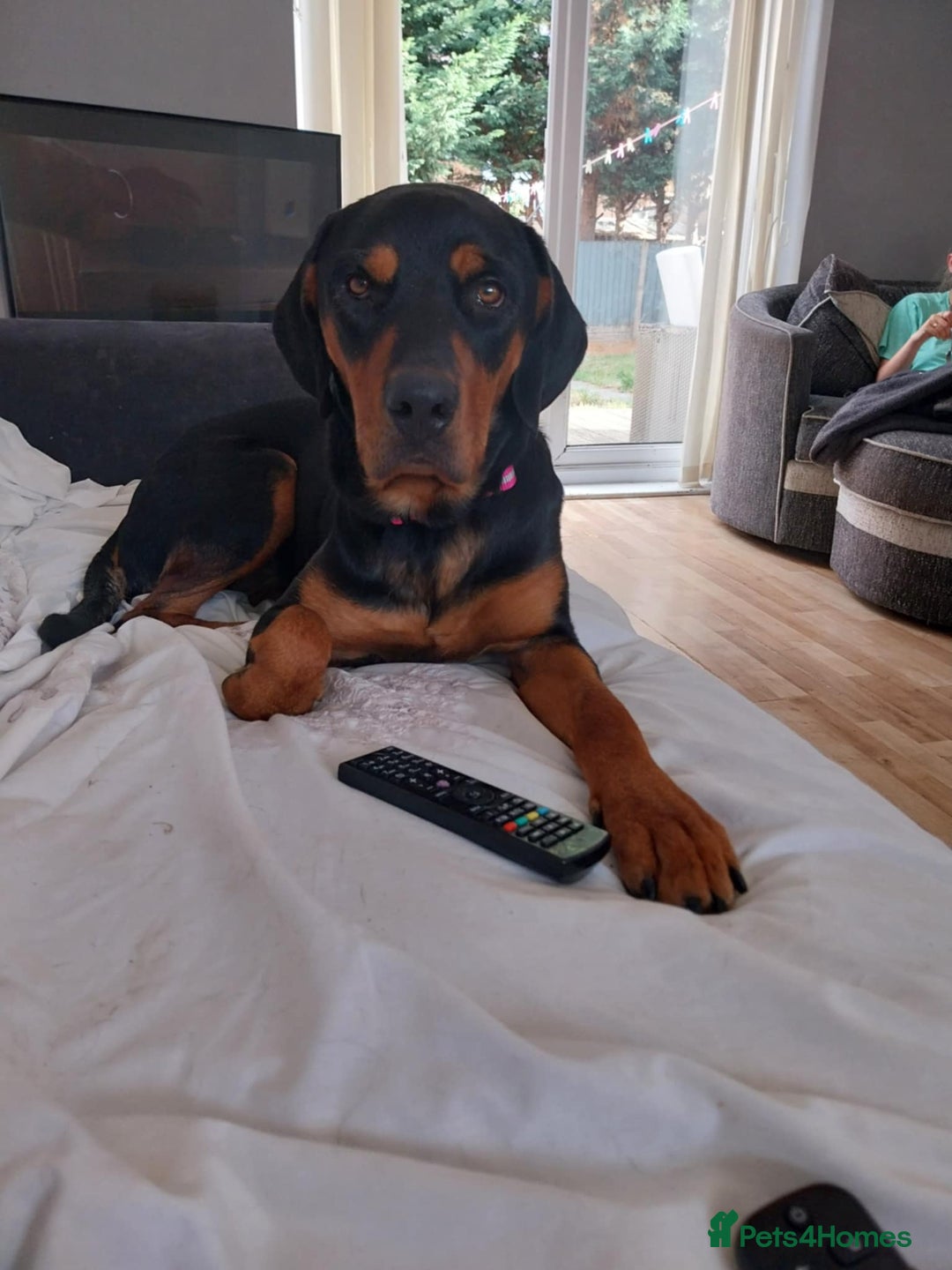 Mixed Breed dogs for adoption: Sky is looking for her forever home  - Image 3