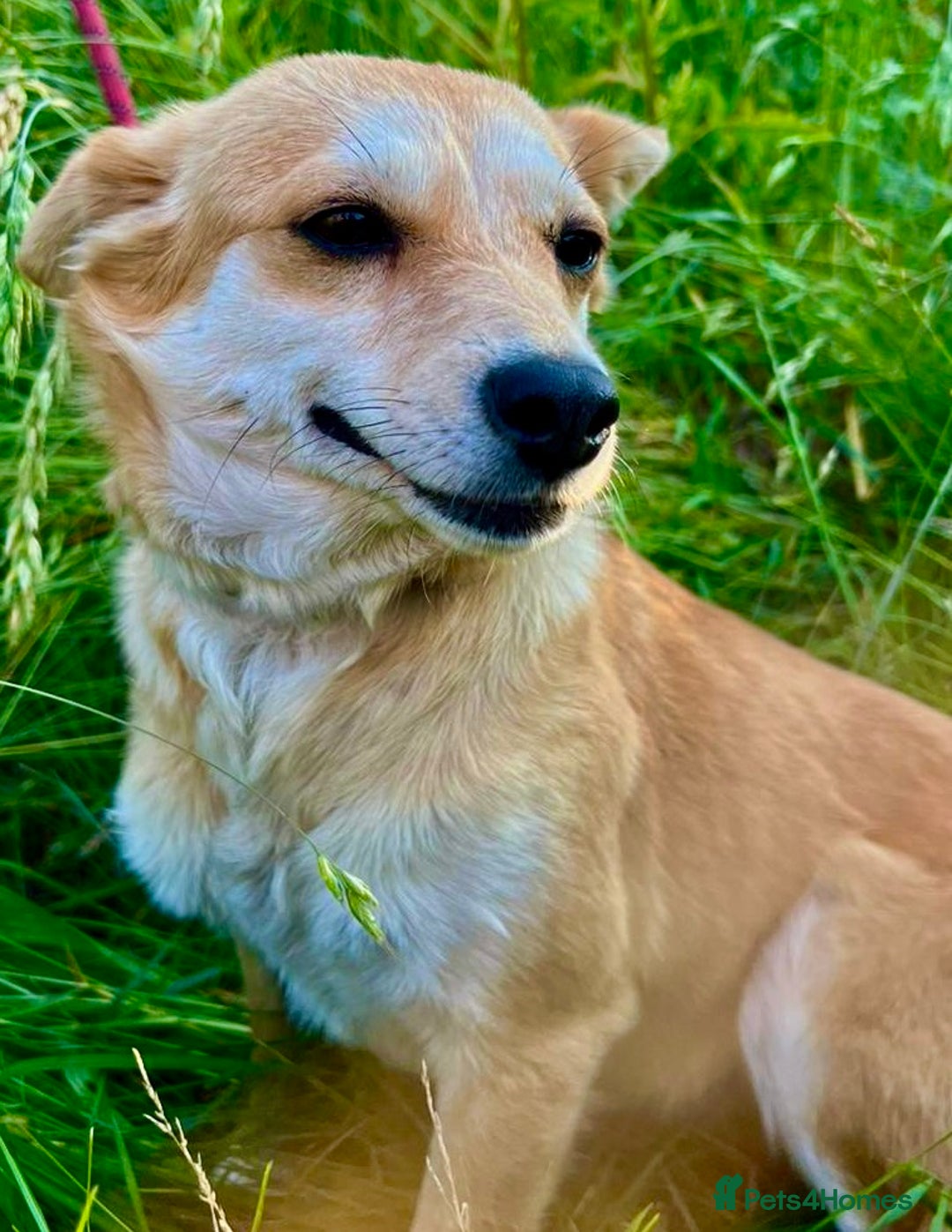 Miniature Pinscher dogs for adoption: Lisa’s Story: Saved Minutes Before Death - Image 2