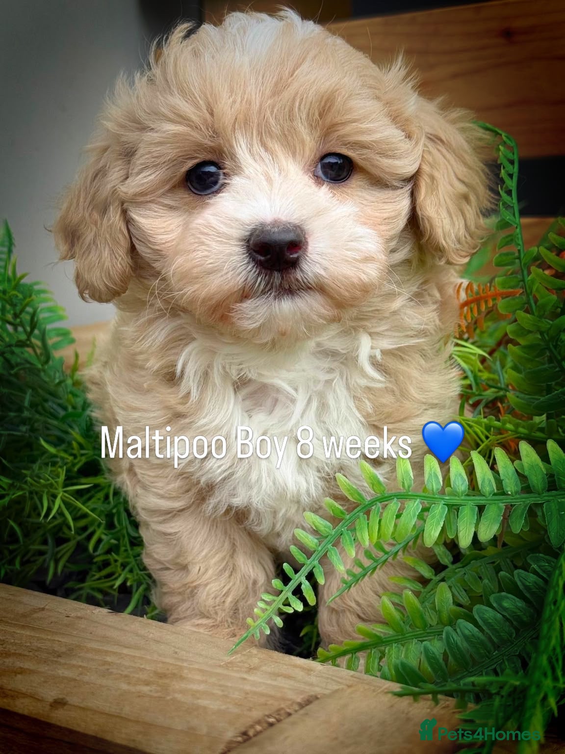 Maltipoo dogs Stunning Maltipoo Boy - Advert 1