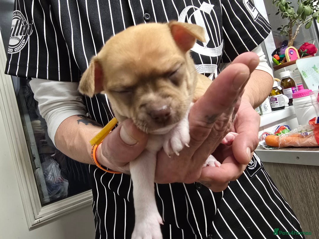 Chihuahua dogs for sale: Chihuahua pedigree pups. Not KC. - Image 27