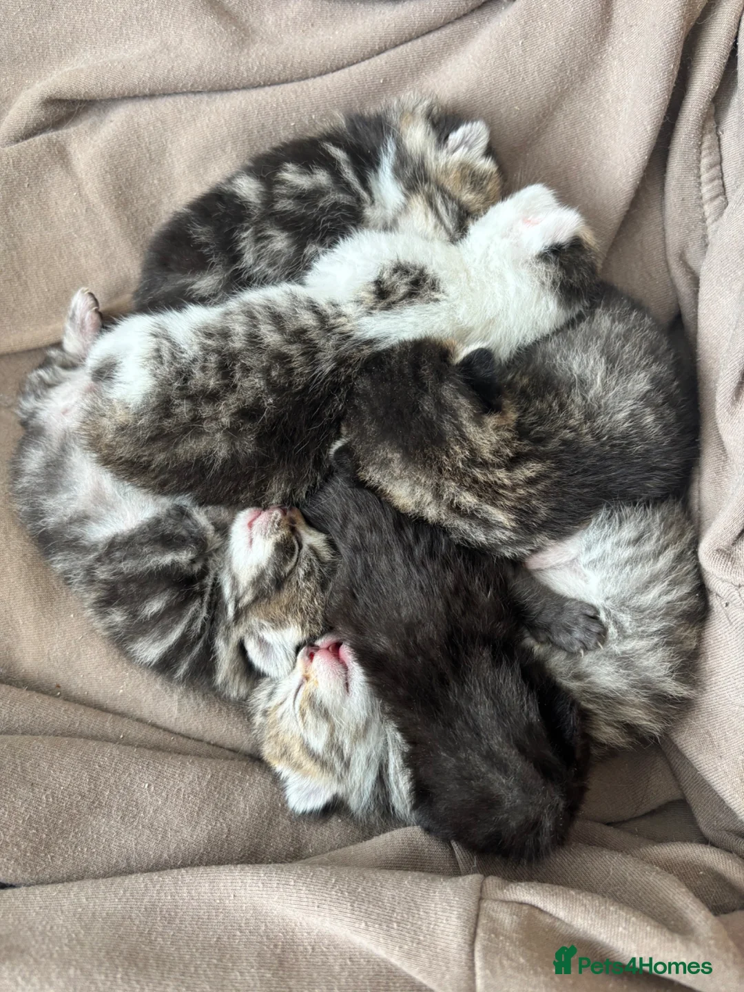 Mixed Breed cats for sale: British Short Hair X Bengal Mix Kittens  in Barnet - Advert 2