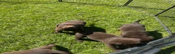Labrador Retriever dogs for sale: KC chocolate Labrador puppies for sale - Advert 12