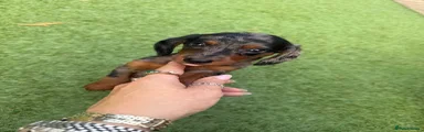 Doxiepoo 3