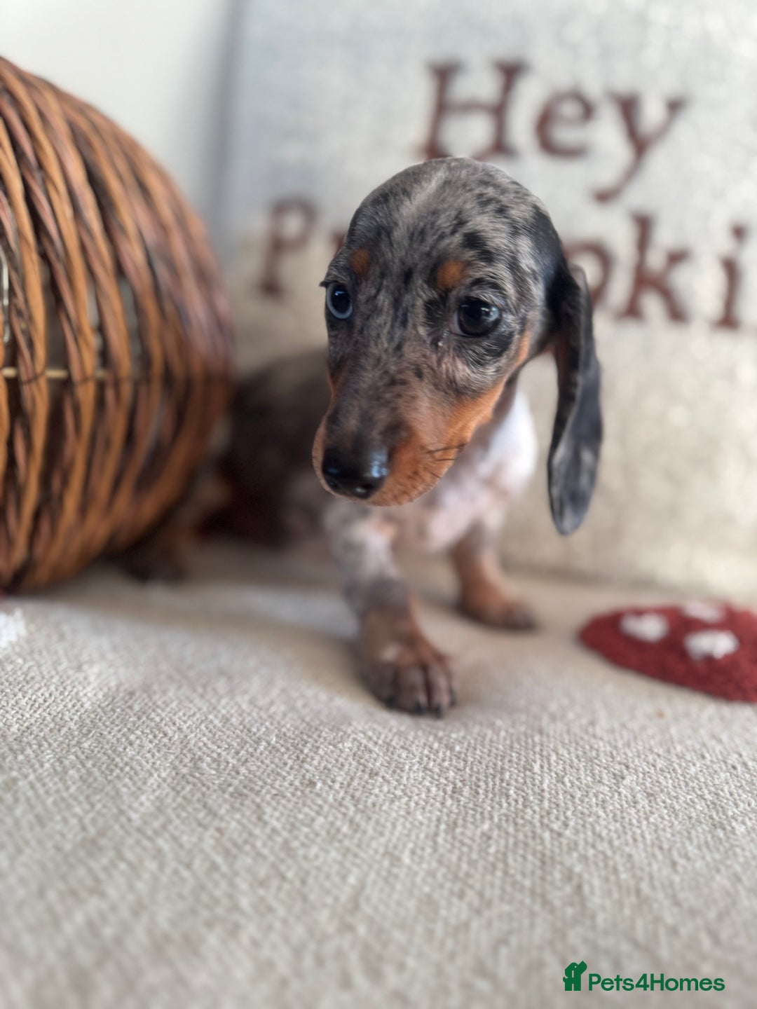 Miniature Dachshund dogs for sale: Miniature smooth dachshund puppies ready now - Image 9