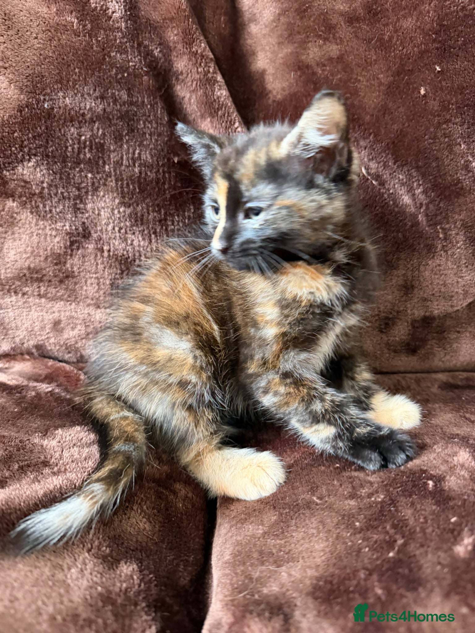 Mixed Breed cats for sale: Tortie Female Kittens - Advert 3