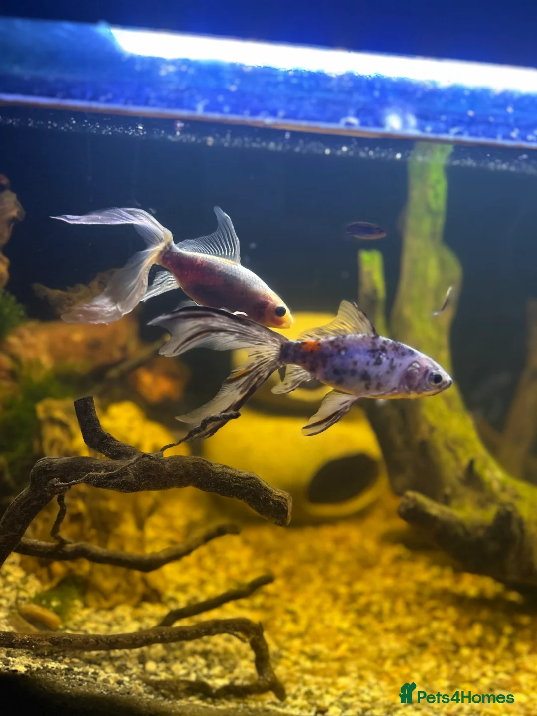 Fancy Goldfish fish for sale: X2 fancy goldfish - Advert 1