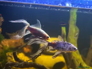 Fancy Goldfish fish X2 fancy goldfish - Advert 3