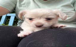 Mixed Breed dogs for sale: Chiweenie Long Haired Pups (Dachshund x Chihuahua) - Image 2
