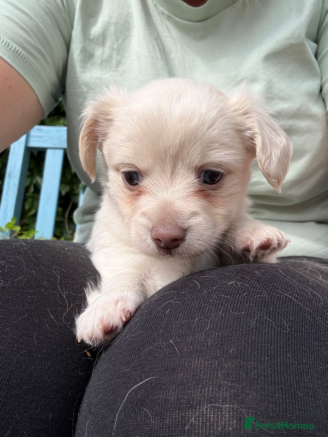 Mixed Breed dogs for sale: Chiweenie Long Haired Pups (Dachshund x Chihuahua) - Image 2