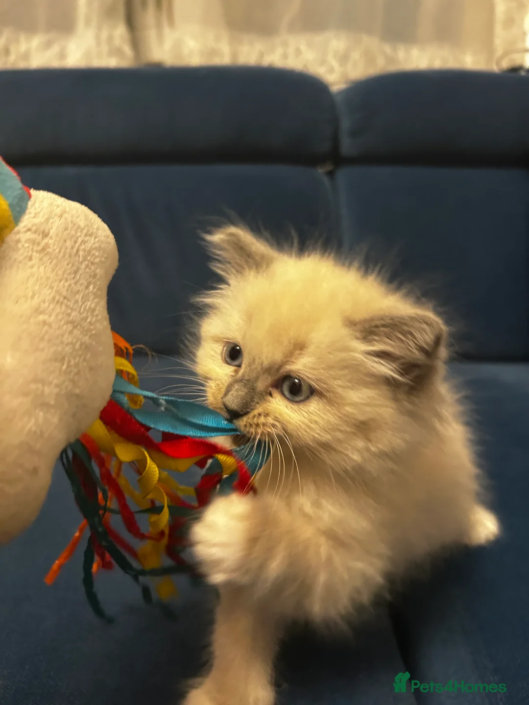 Neva Masquerade cats for sale: 4 Gorgeous 8 week old neva masquerade kittens - Advert 4