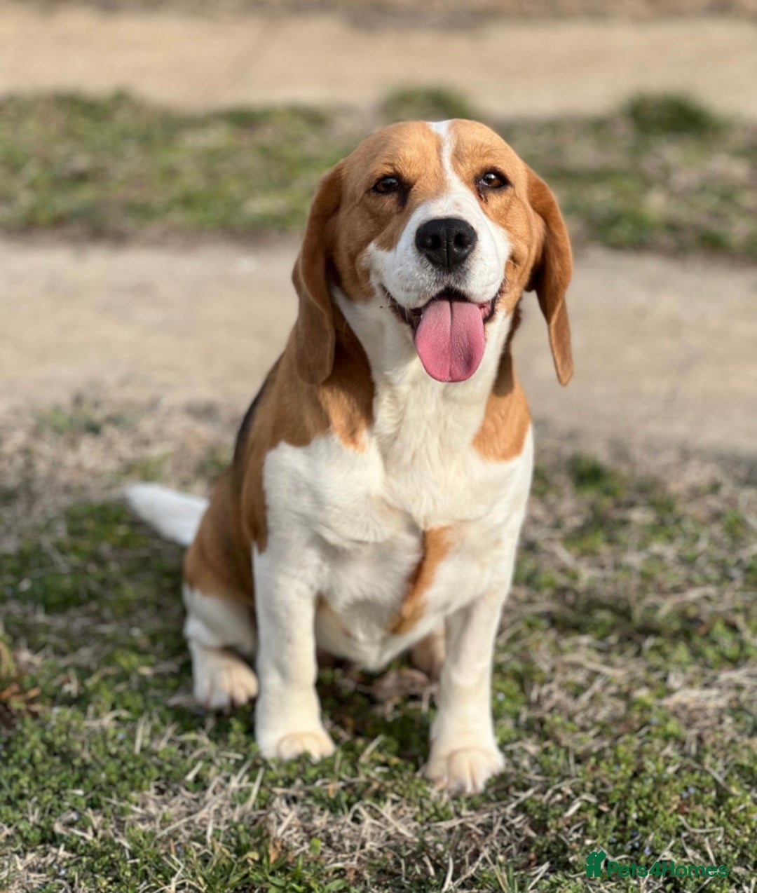 Beagle dogs for adoption: Beautiful Emma is looking for her forever home  - Image 4