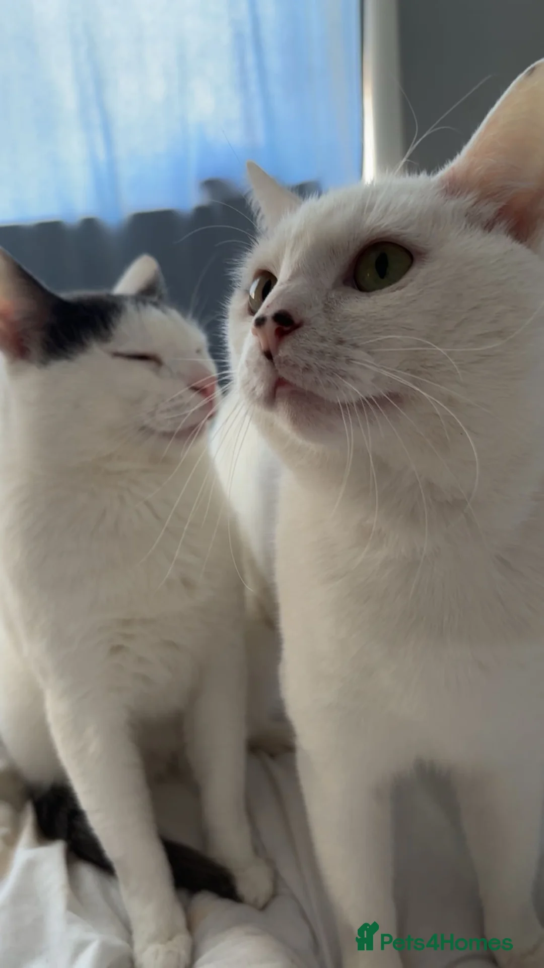 Mixed Breed cats for sale: 2 male cats  in Stirling - Advert 2