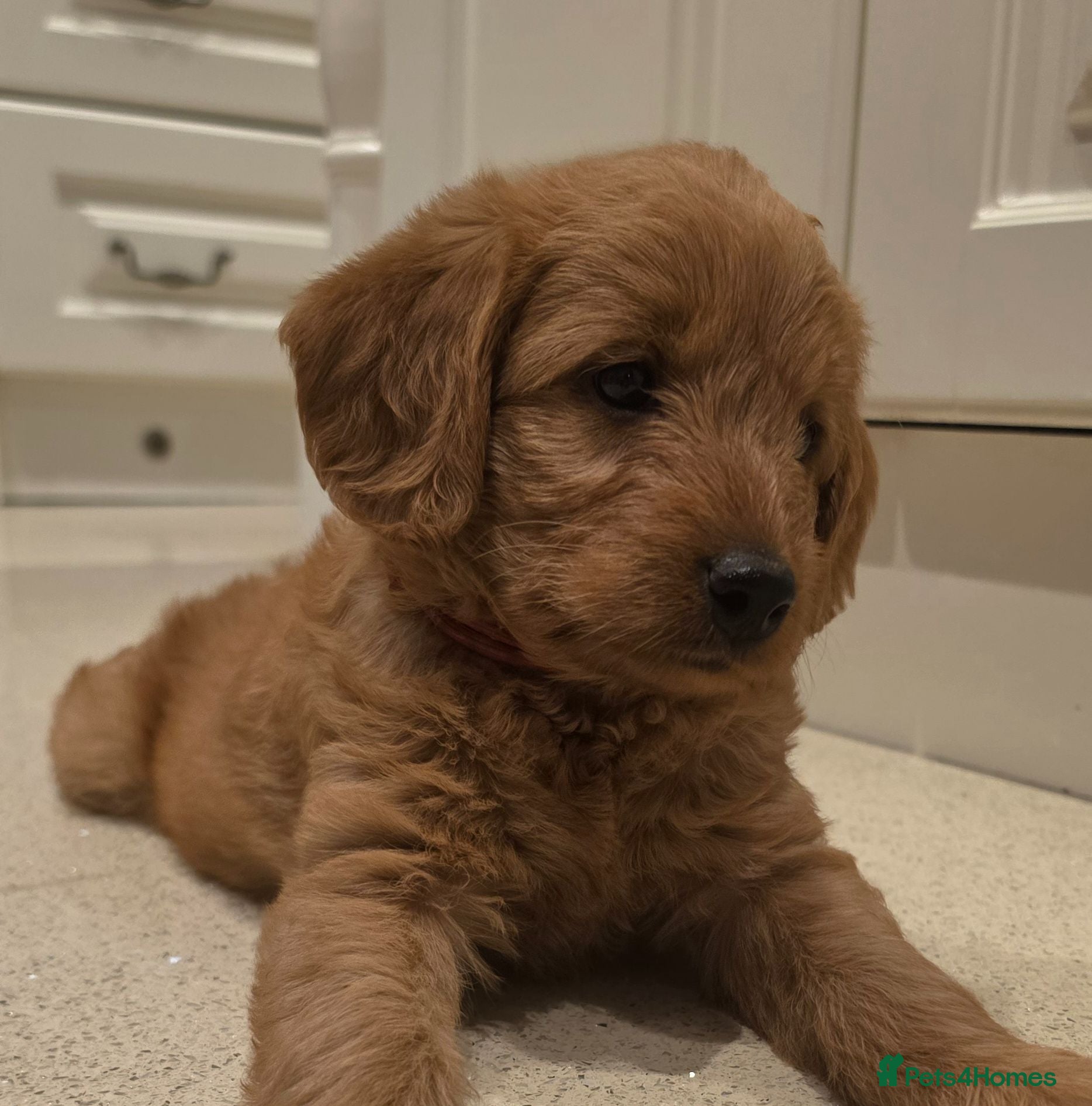 Labradoodle dogs LABRADOODLES F1 ( HEALTH TESTED PARENTS & G/PARENT - Advert 3