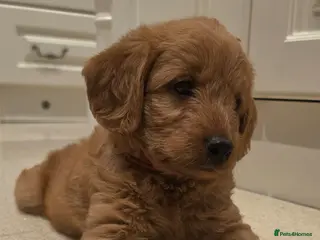 Labradoodle dogs LABRADOODLES F1 ( HEALTH TESTED PARENTS & G/PARENT - Advert 3