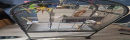 Budgerigars birds for sale: Pair of budgies.  (With solid cage) in South Shields - Advert 3