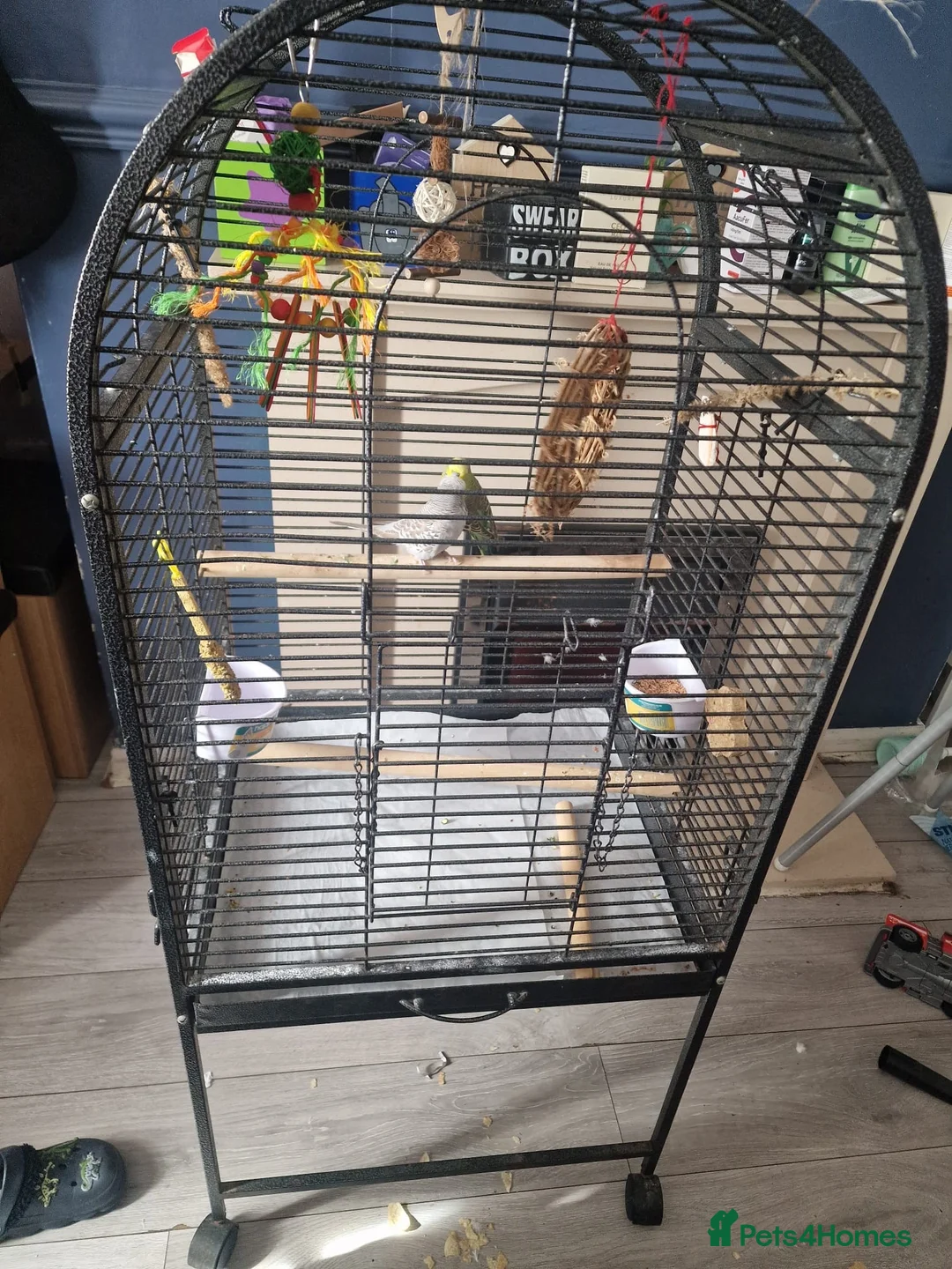 Budgerigars birds for sale: Pair of budgies.  (With solid cage) in South Shields - Advert 3