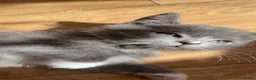British Shorthair cats for sale: Fluffy Grey & White Mixed British Shorthair Kitten - Advert 6