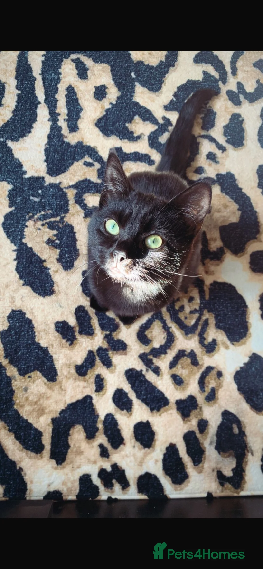Mixed Breed cats for sale: Kittens for sale  - Advert 8