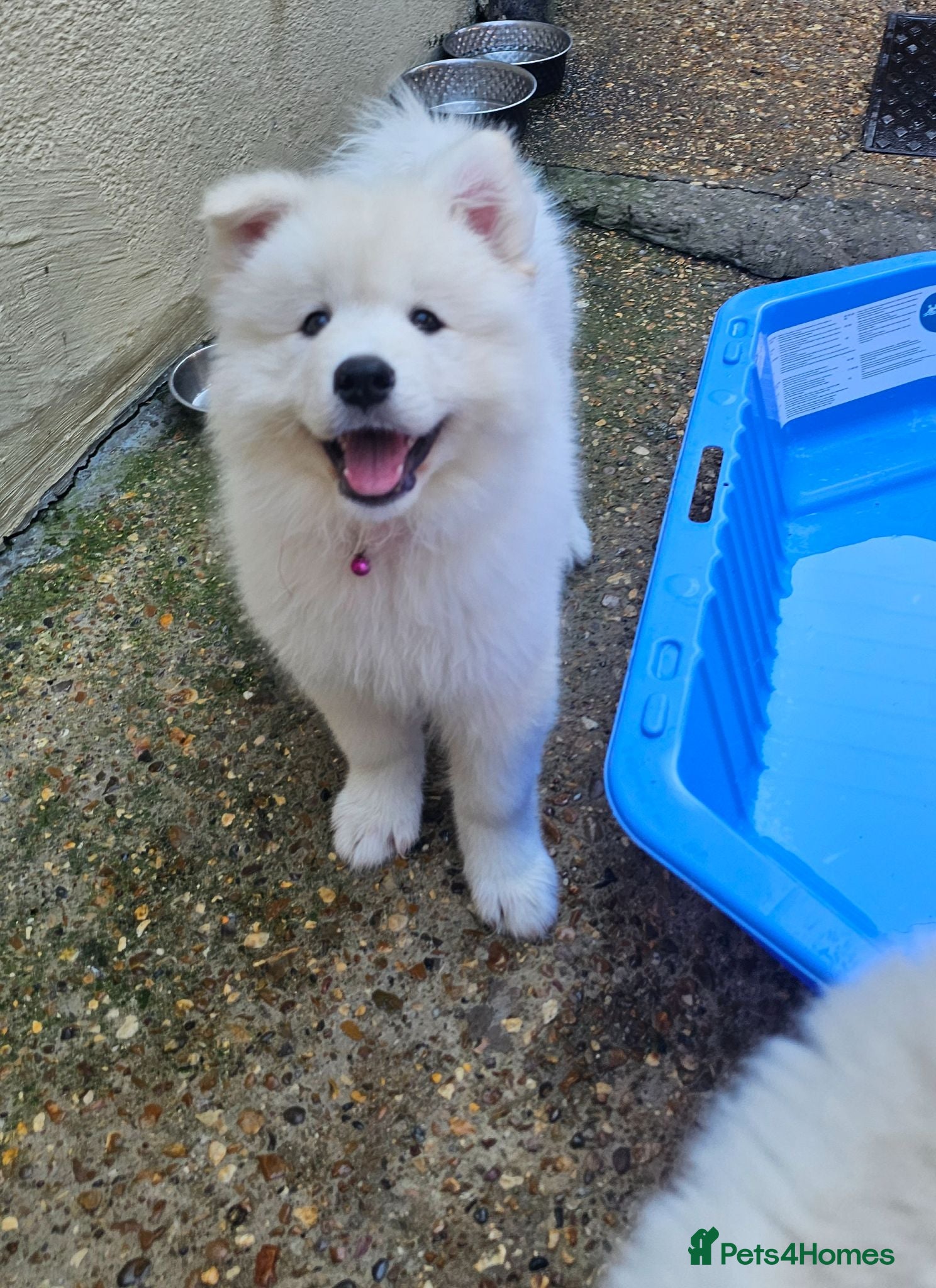 Samoyed dogs 🩷💙Samoyed puppies, 1 girl& 1 boy left 🩷💙 - Advert 2