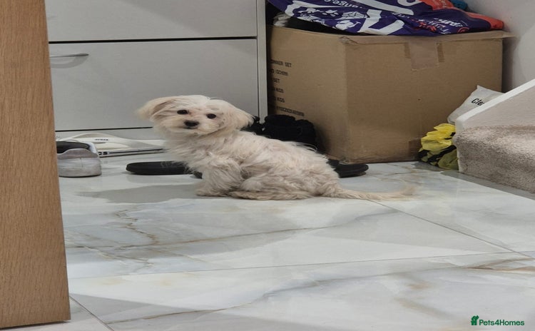 Maltese dogs Beautiful Jake Maltese boy puppy - Advert 2